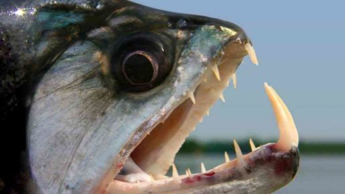 Un peix desconegut ja ha atacat dos menors al Mediterrani