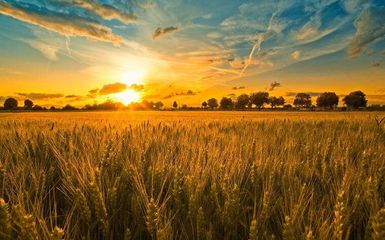 Imatge d'un camp de blat en una posta de sol