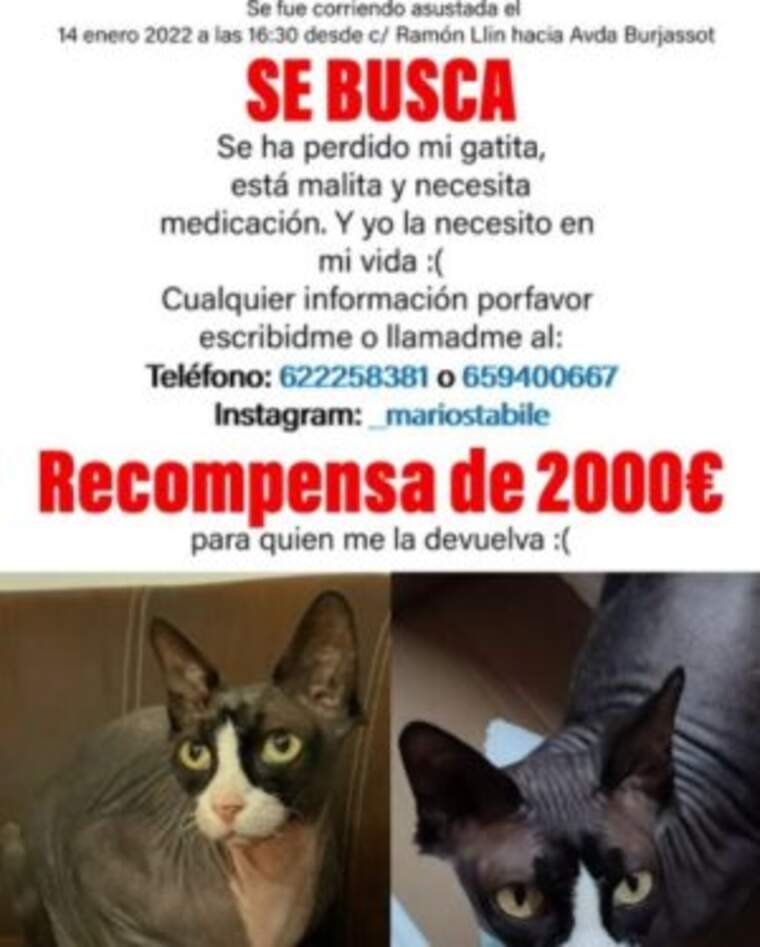 Ofereix 2.000 euros per trobar la seua gata