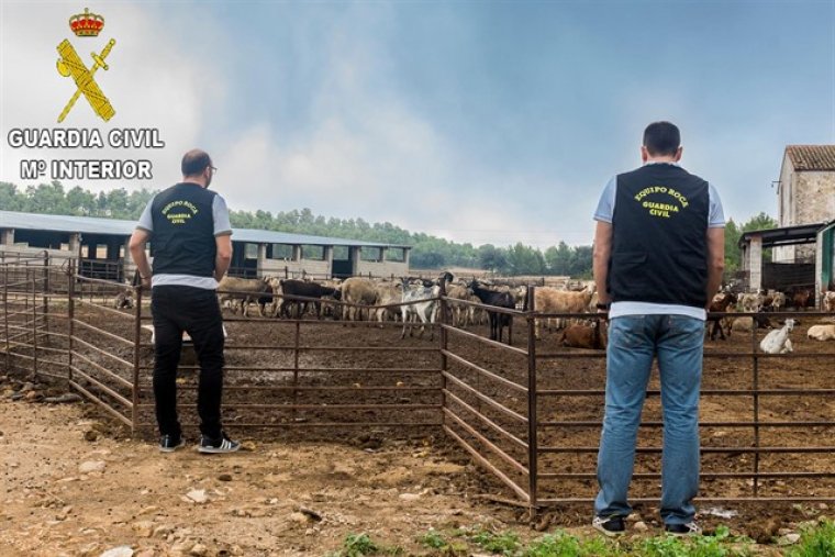 Un ramader detingut per robar 190 cabres d'una explotació de la Vall d'Albaida