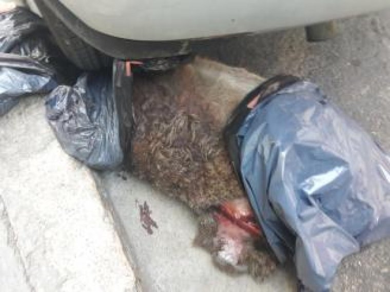 Pacma denuncia la troballa d'un porc senglar decapitat en un carrer de Xàtiva