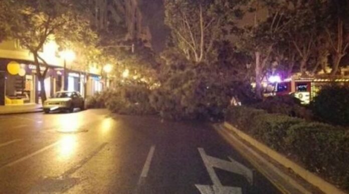 Imatge d'arxiu d'un arbre caigut en la Gran Via Marqués del Túria Imatge d'arxiu d'un arbre caigut en la Gran Via Marqués del Túria