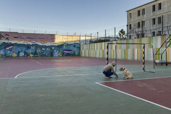 Gossos abandonats ajuden a fomentar la reinserció d’interns de Picassent Gossos abandonats ajuden a fomentar la reinserció d’interns de Picassent