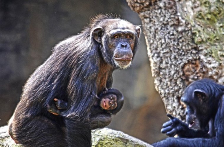 El ximpanzé nascut en Bioparc és mascle i es dirà Coco