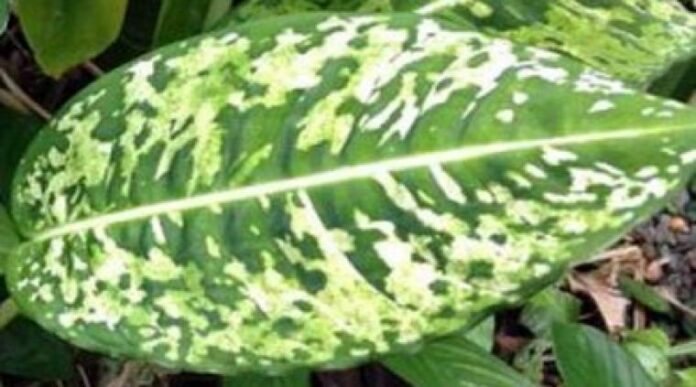 Imatge de la planta.