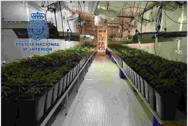 Plantació de marihuana