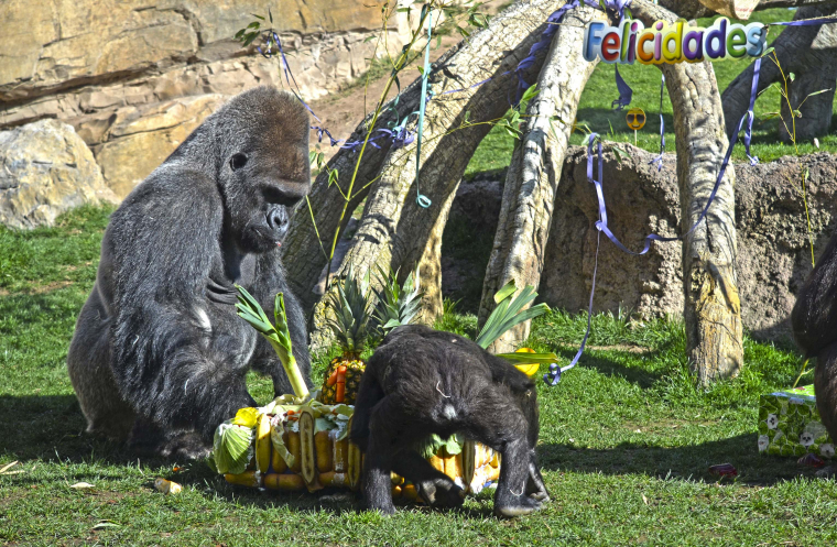 Els goril·les celebren l'11é Aniversari del BIOPARC