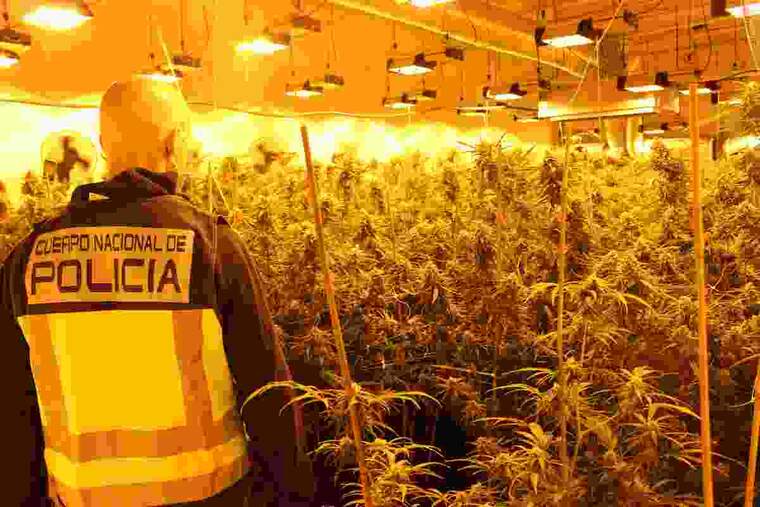 Plantació 'indoor' de marihuana
