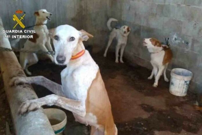 Els agents han rescatat a 32 gossos que havien sigut robats en el territori valencià