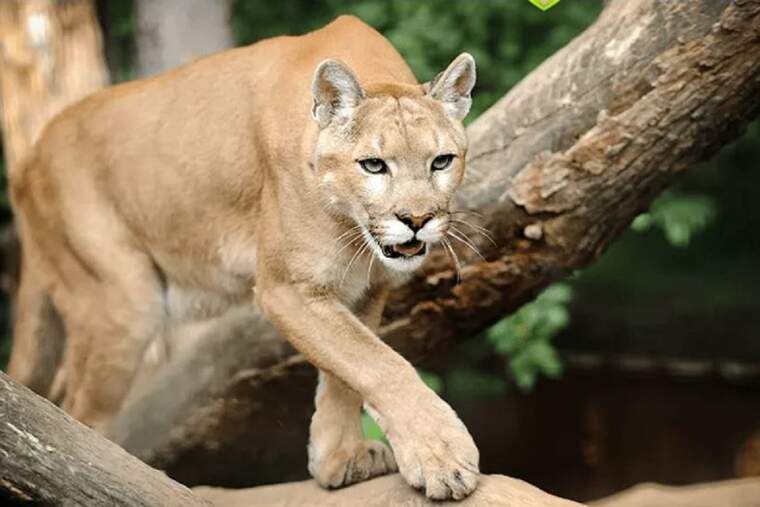 Puma