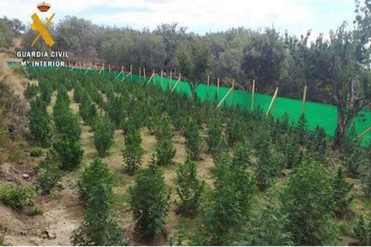 Plantació de marihuana a Jarandilla de la Vera, Càceres