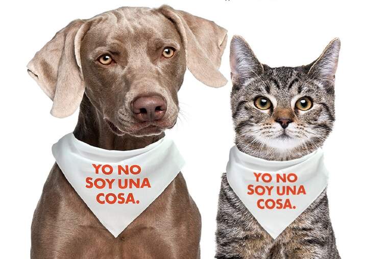 A Espanya els animals ja són legalment “éssers dotats de sensibilitat”