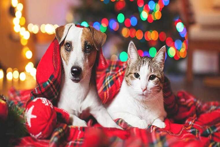 Gos i gat regal de Nadal