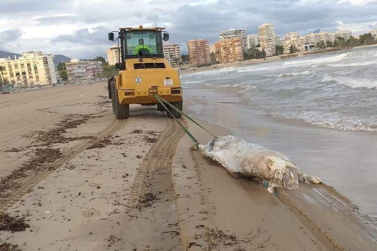 En una platja valenciana apareix el cadàver d'una vaca de 600 kg