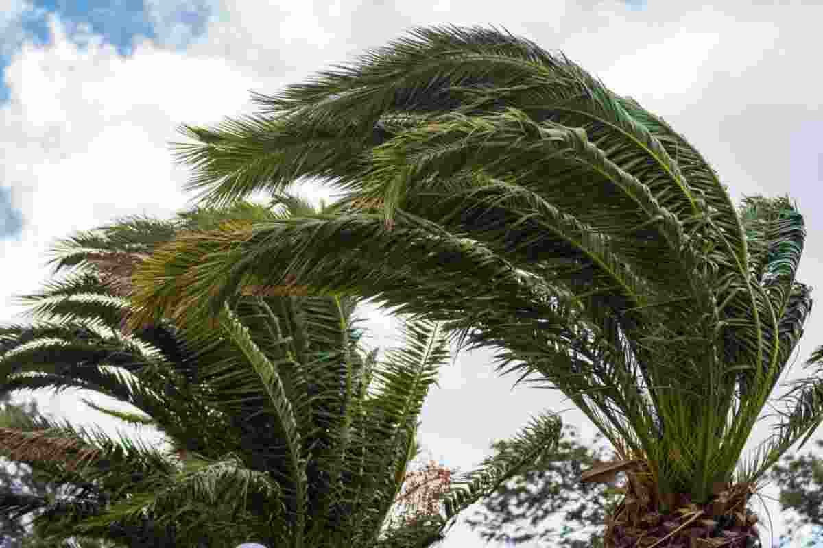 Imatge d'unes palmeres sota una forta ventada