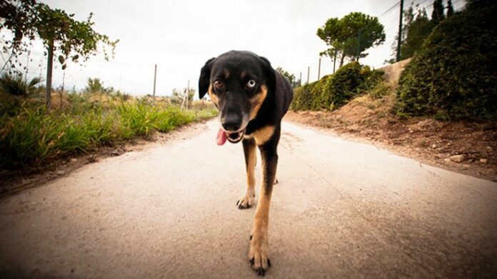 Els gossos pateixen molta calor durant l'estiu. Els gossos pateixen molta calor durant l'estiu.