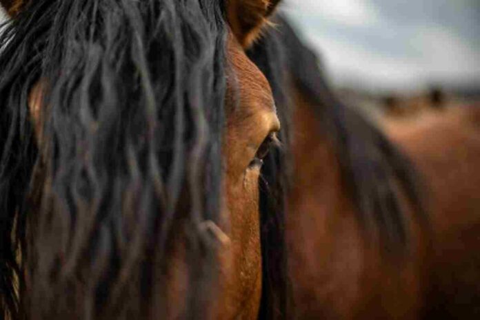 Es confirma un cas de virus del Nil occidental en un cavall a Catalunya