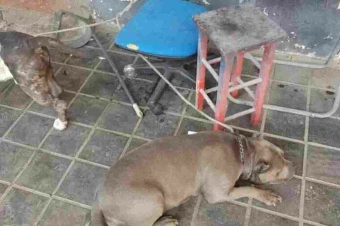 Els gossos no tenien aigua ni menjar i presentaven ferides en el cos