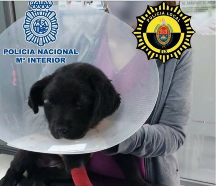 Gos maltractat Gos maltractat