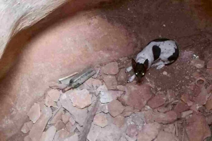 L'animal no ha patit cap ferida, però estava molt espantat