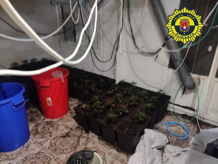 Platació Indoor de Marihuana a Alacant