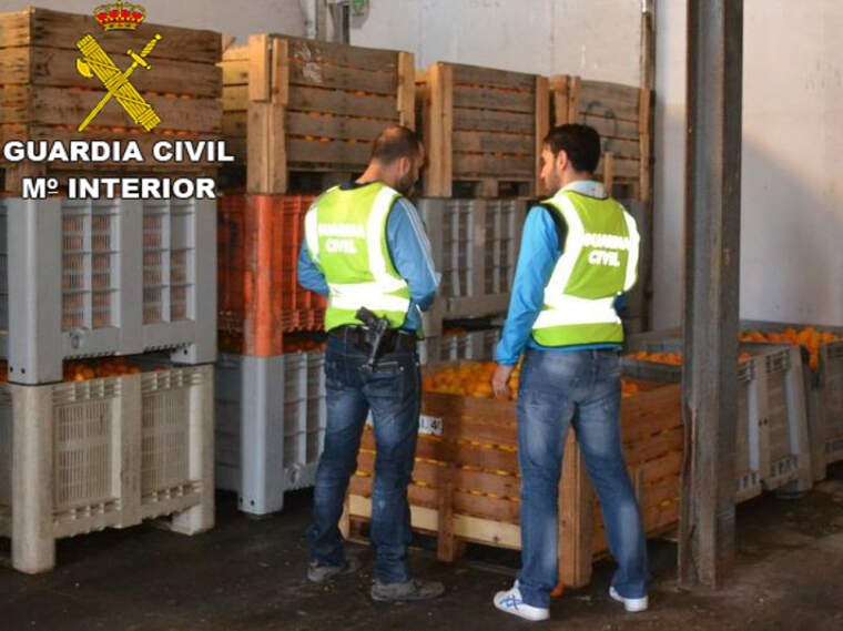 La Guàrdia Civil inspeccionant els citrics robats