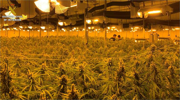 Plantació de marihuana