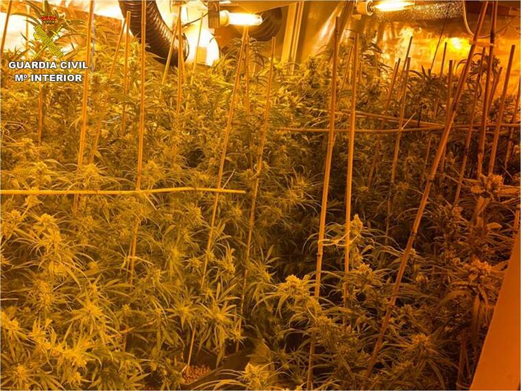 Gran plantació de marihuana