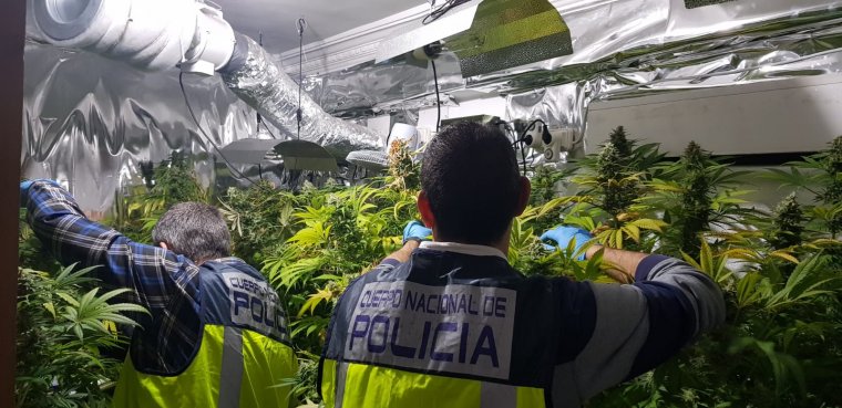 Dos operacions policials desmantellen dos grups organitzats de venda de droga en 'narcopisos' i una plantació 'indoor' de marihuana a València