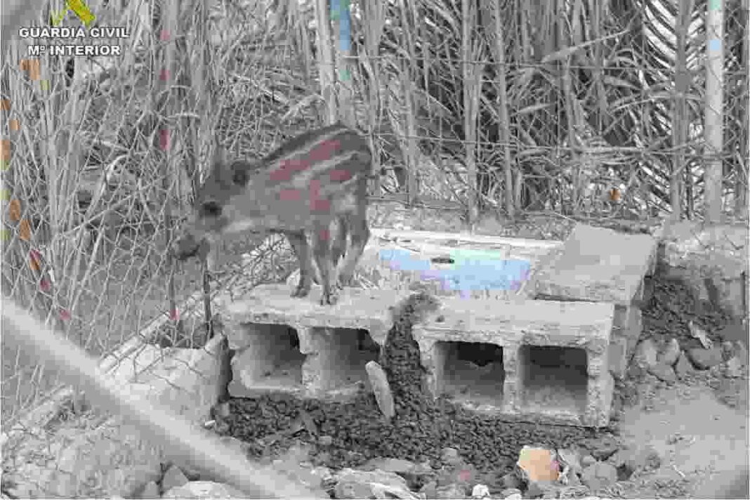 S'havia quedat el porc senglar com a mascota