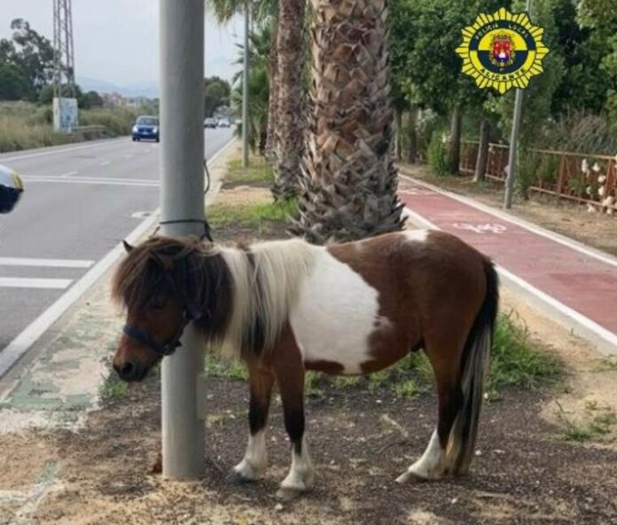 Poni trobat a Alacant