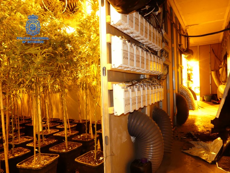 La Policia Nacional desmantella una nau amb mil plantes de marihuana a Alaquàs