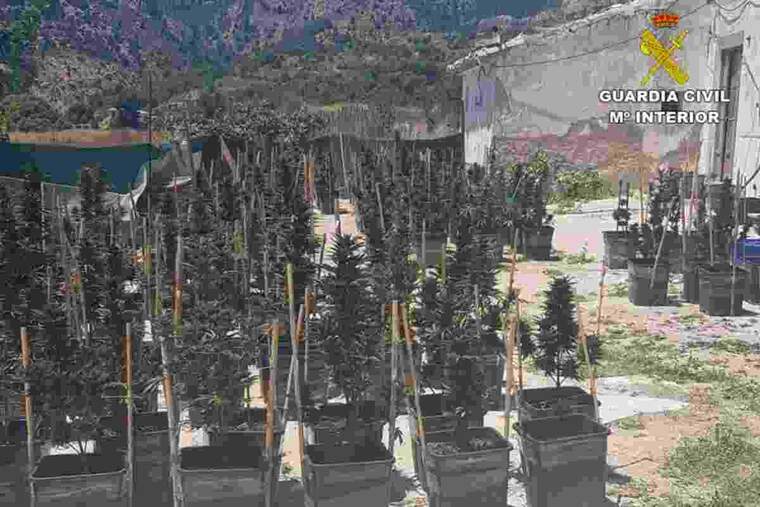 Tenien plantacions de marihuana dins i fora de la casa