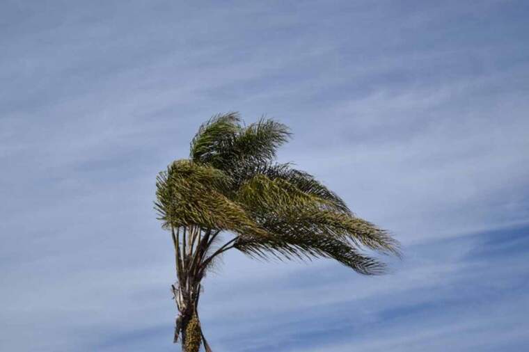 Imatge d'una palmera moguda per un temporal de vent