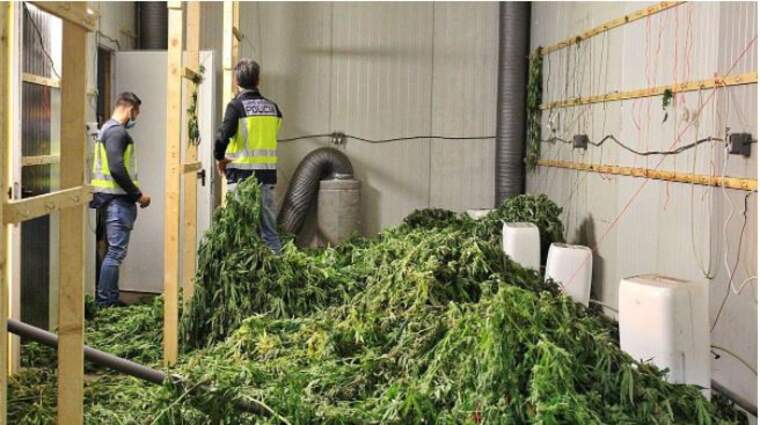 Plantació de marihuana/Policia Nacional