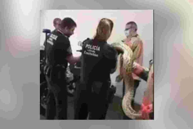 Imatge del vídeo de la serp rescatada per la unitat de Protecció d'Animals