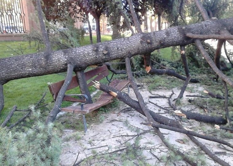 Foto de archivo de un árbol caído en el Parque del Retiro, Madrid