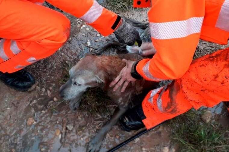 Bombers rescaten a un gos després de caure a una fossa sèptica a Algemesí