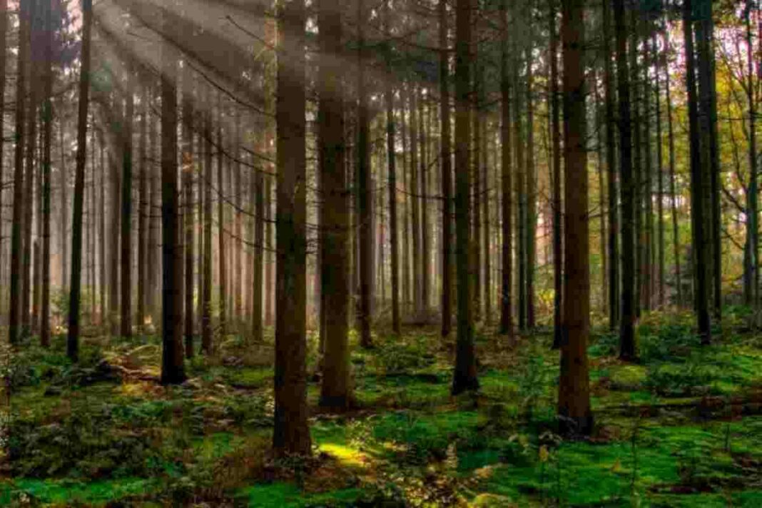 Augmentar la superfície de bosc per combatre el canvi climàtic