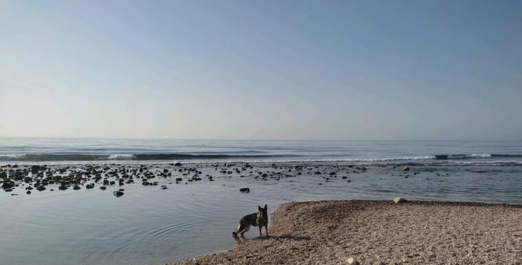 campello