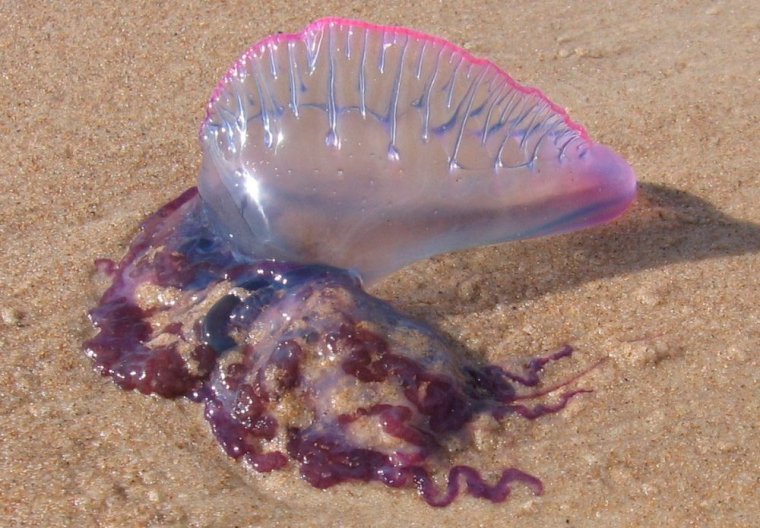 La carabela portuguesa, la peligrosa medusa que ha llegado a las costas mediterráneas