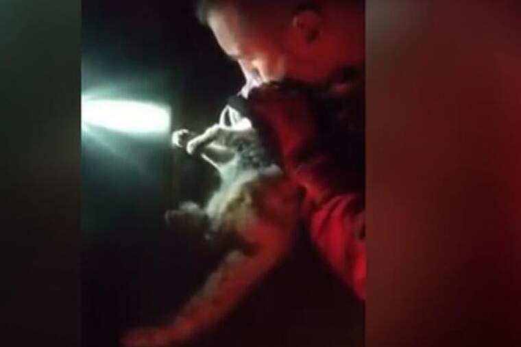 El boca a boca d'un militar de la UME a un gat rescatat del volcà de la Palma