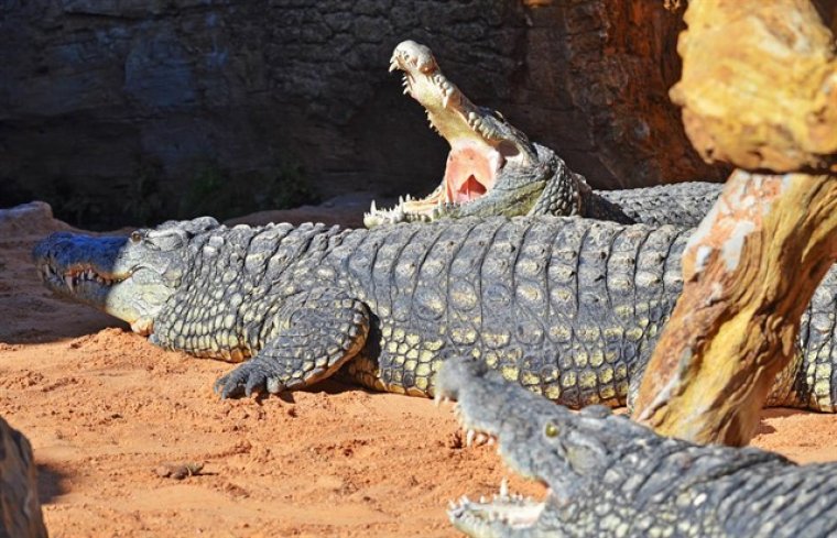 El Bioparc rep tres cocodrils del Nil
