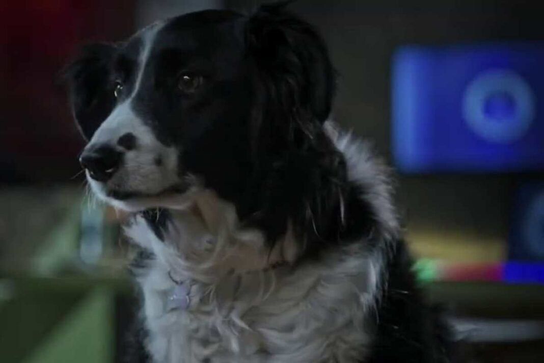 Como perros y gatos: la patrulla unida