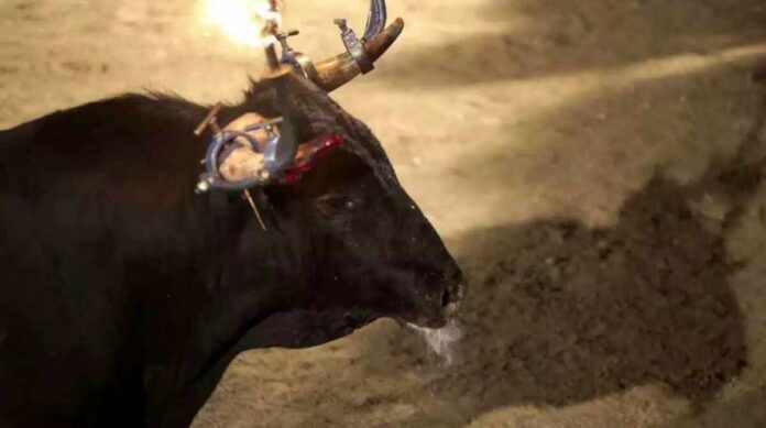 La Coordinadora per l'Abolició dels Correbous lamenta que no serà possible l'anhelada abolició de l'activitat aquesta legislatura, La Coordinadora per l'Abolició dels Correbous lamenta que no serà possible l'anhelada abolició de l'activitat aquesta legislatura,