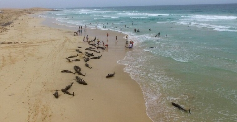 Un centenar de delfines murieron atrapados en la playa del Altar, en la Isla de Boavista, en Cabo Verde