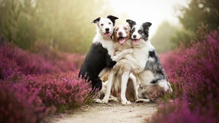 Tres gossos feliços.