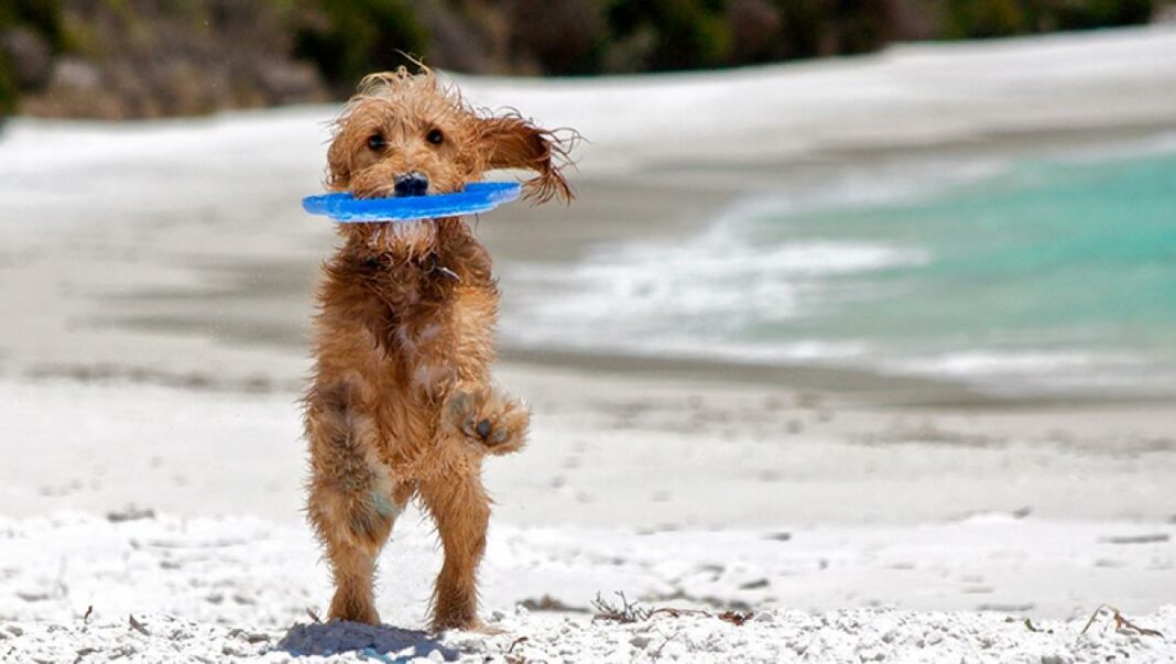 Un gos gaudint de la platja.