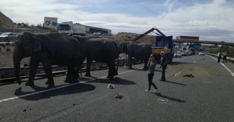 Imagen de los elefantes en la carretera.