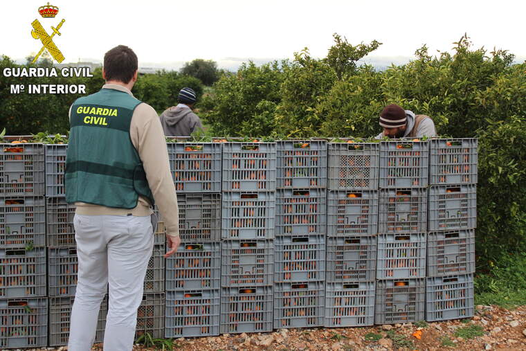 Treballadors darrere de caixes de taronges supervisats per la Guàrdia Civil
